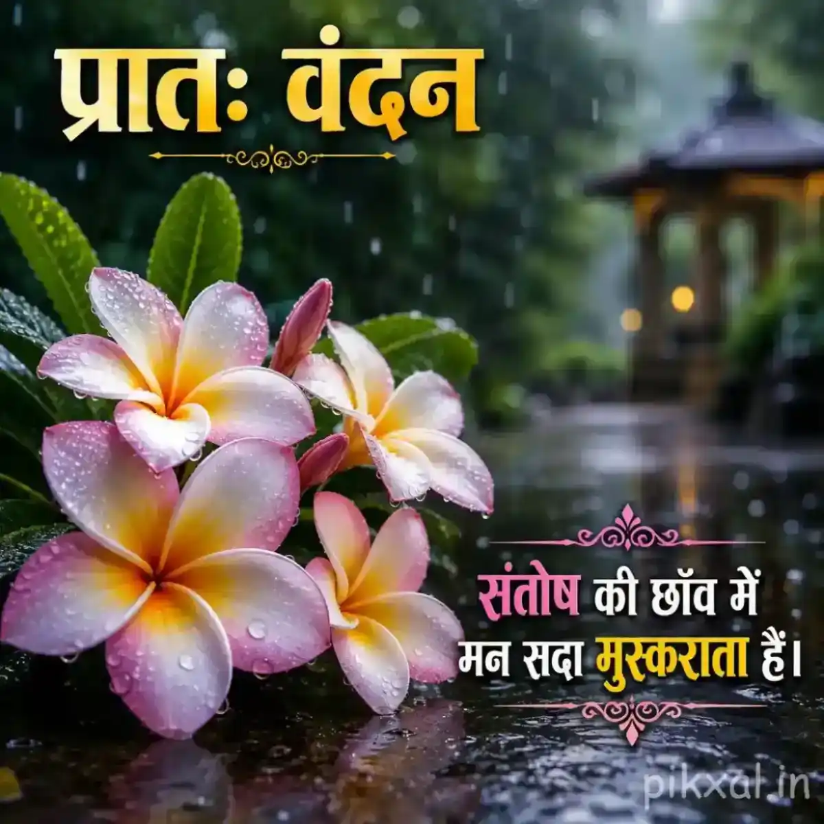 Cluster of pink and white plumeria flowers with green leaves and raindrops beside a rainy garden path with a प्रातः वंदन quote