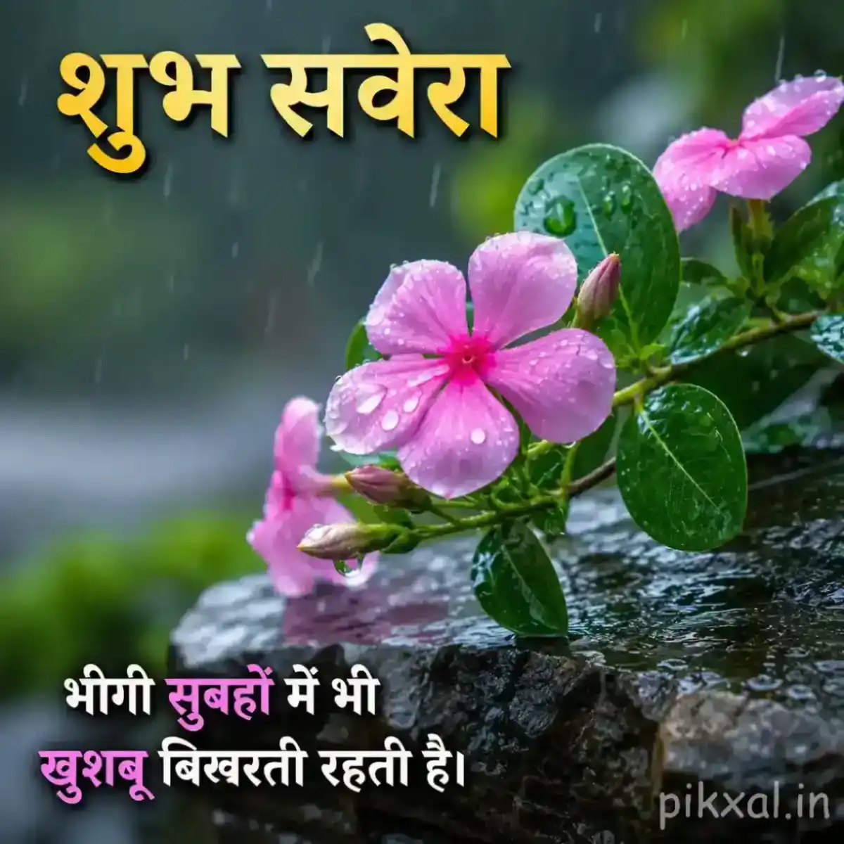 Cluster of pink flowers with green leaves and raindrops beside a wet garden path with a शुभ सवेरा quote