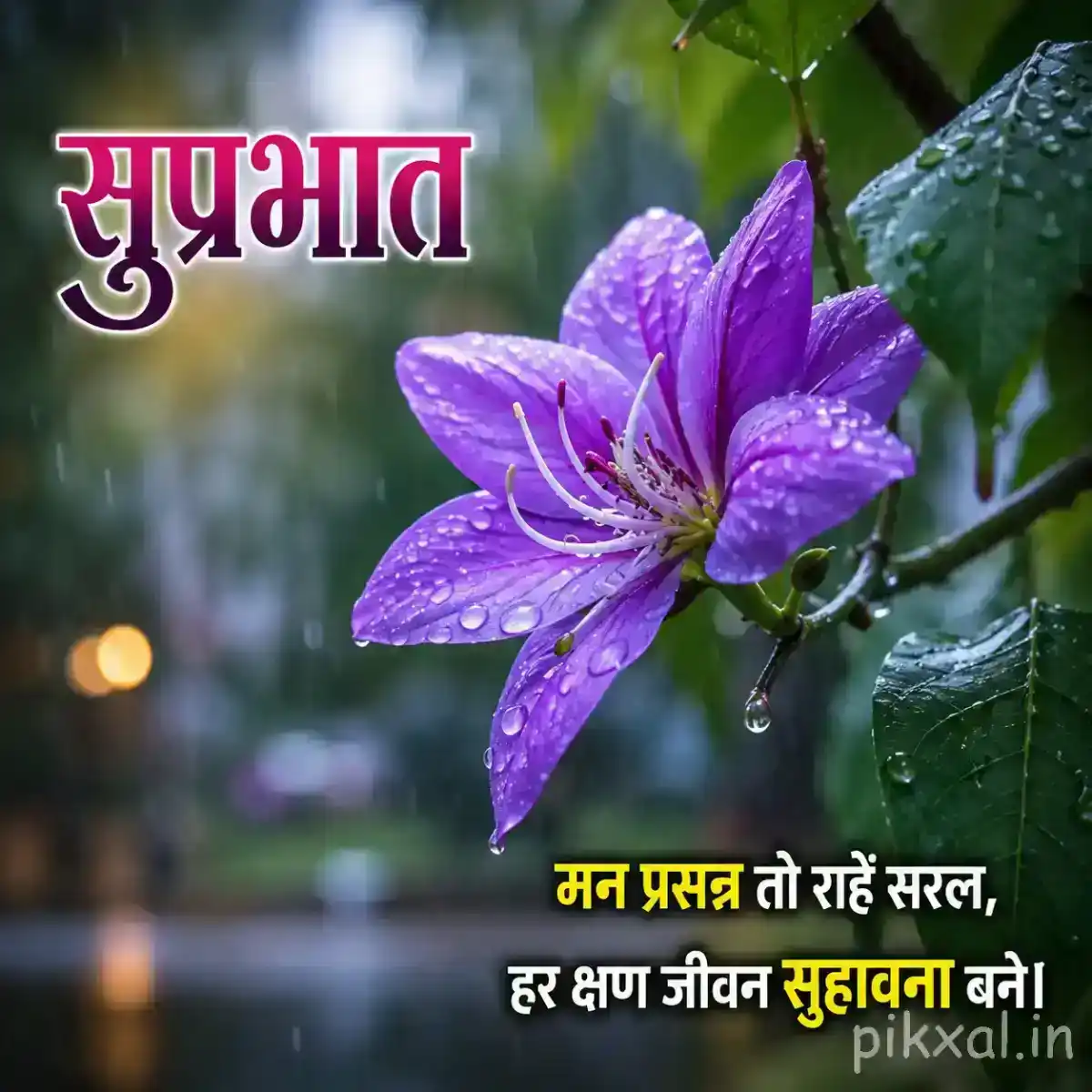 Two purple flowers with green leaves and raindrops against a blurred rainy garden background with a सुप्रभात quote