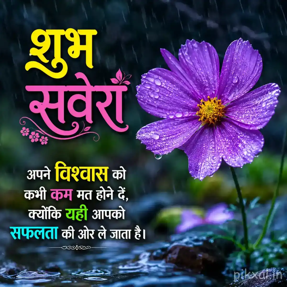 Single purple daisy-like flower with a dark center, green leaves and raindrops beside wet stones with a शुभ सवेरा quote