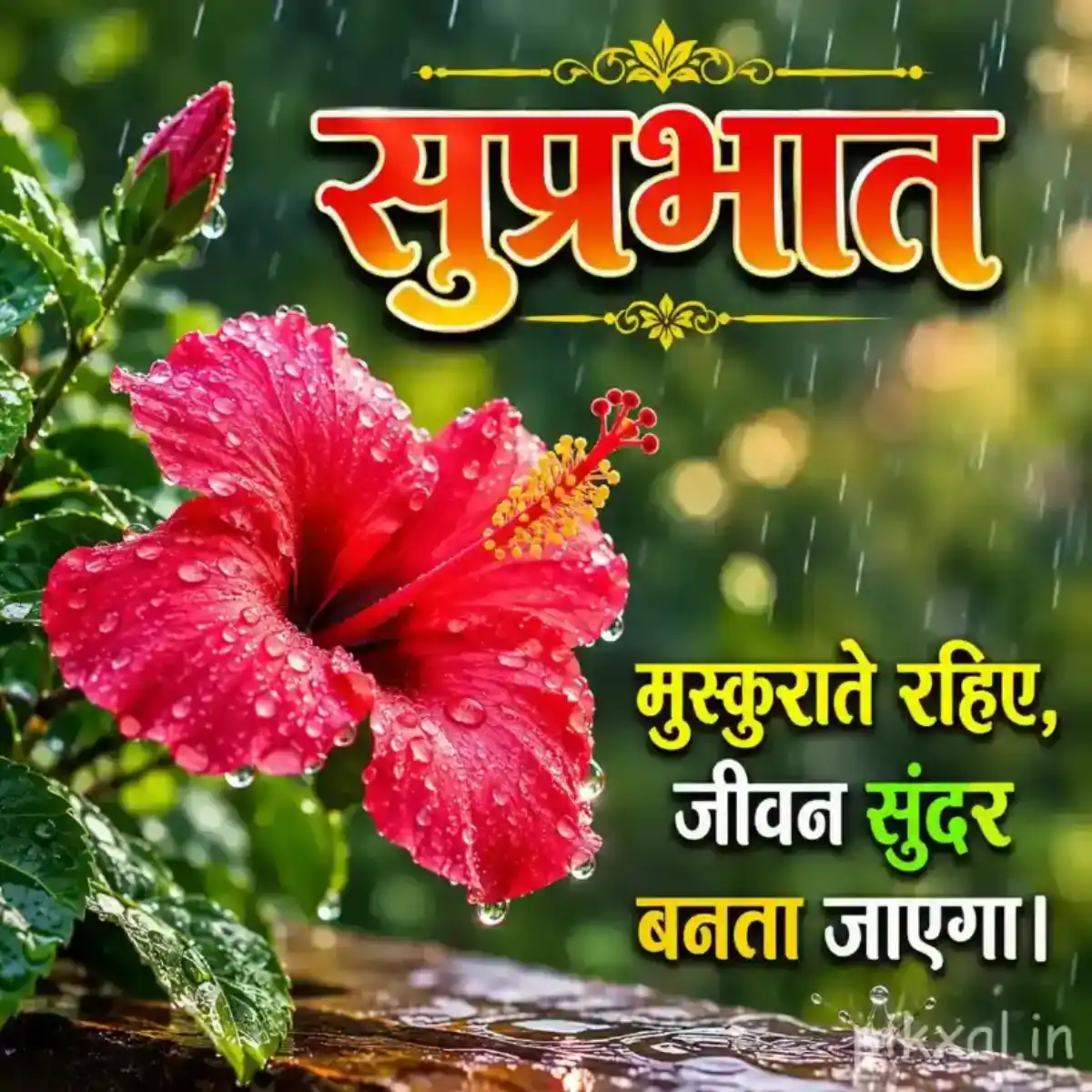 Single bright red hibiscus flower with green leaves and raindrops against a rainy garden background with a सुप्रभात quote