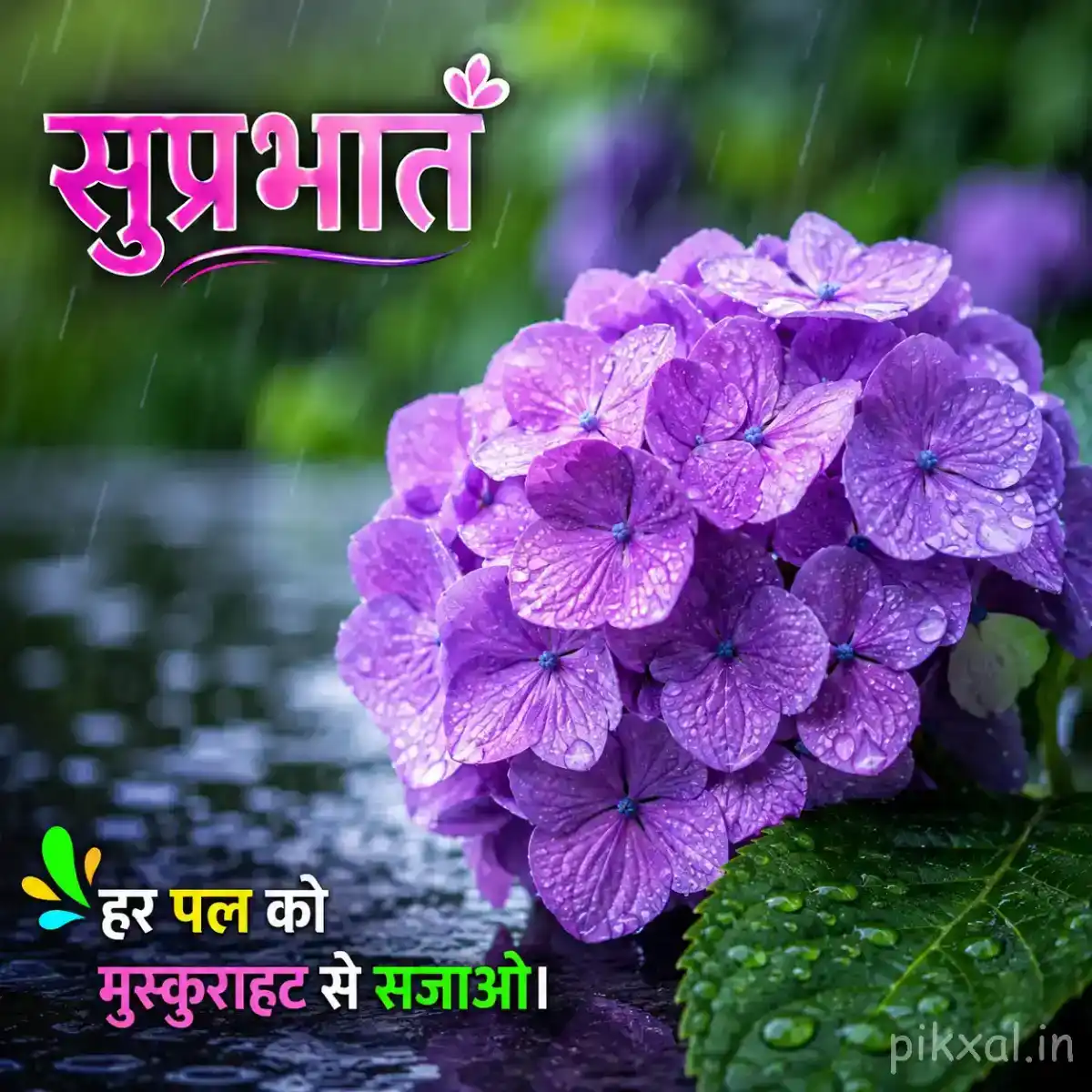 Cluster of purple hydrangea flowers with green leaves and raindrops against a blurred rainy garden background with a सुप्रभात quote