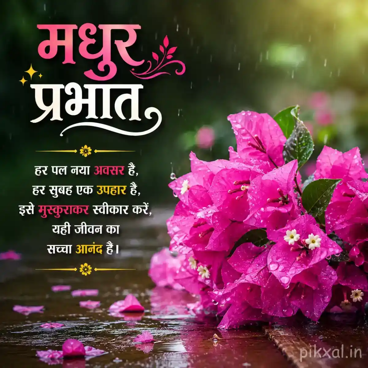 Cluster of bright pink bougainvillea flowers with green leaves and raindrops beside a wet garden path with a मधुर प्रभात quote