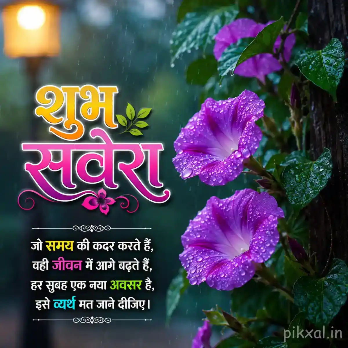 Two purple morning glory flowers with green leaves and raindrops against a rainy garden background with a शुभ सवेरा quote