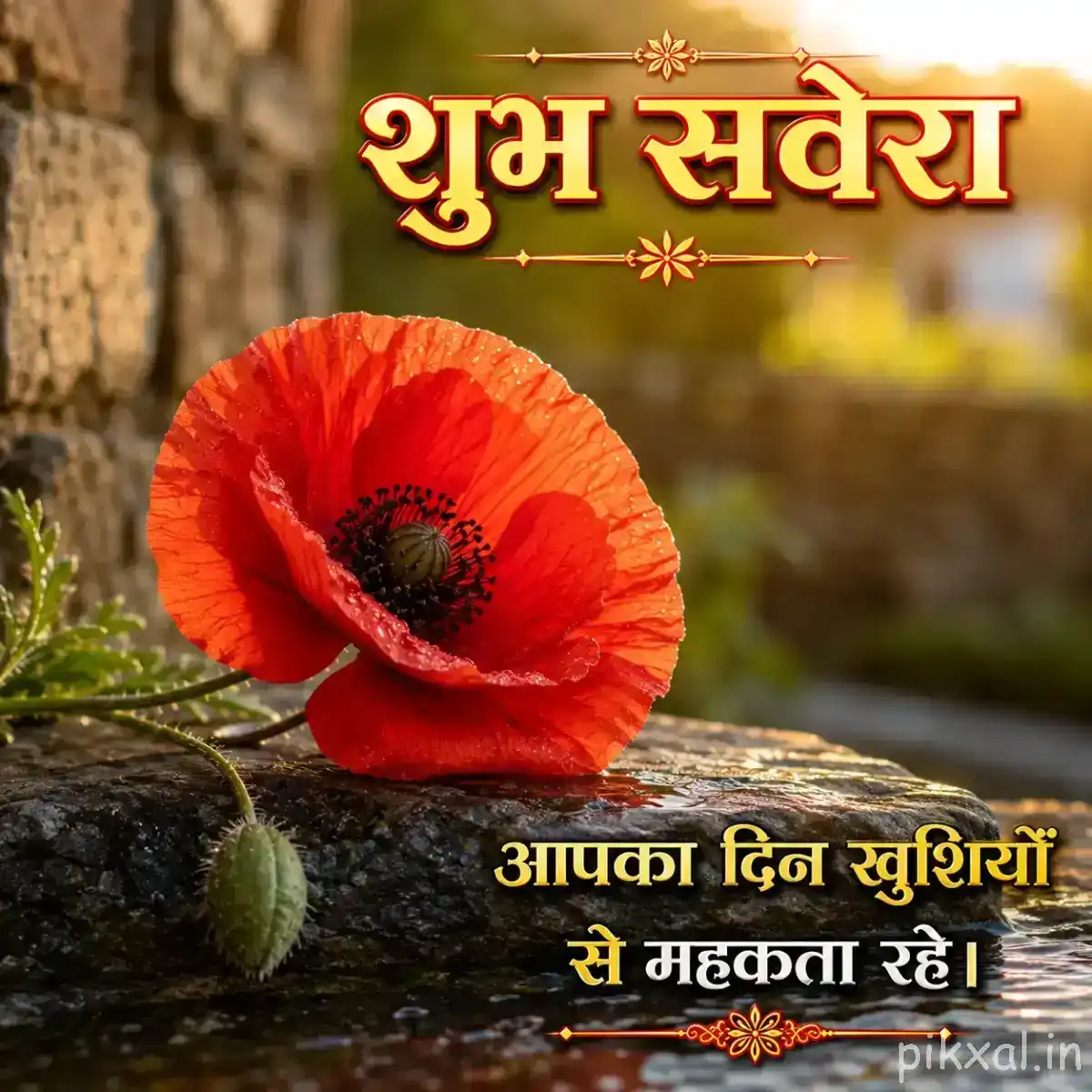 Red poppy flower on a stone surface with a Hindi morning message