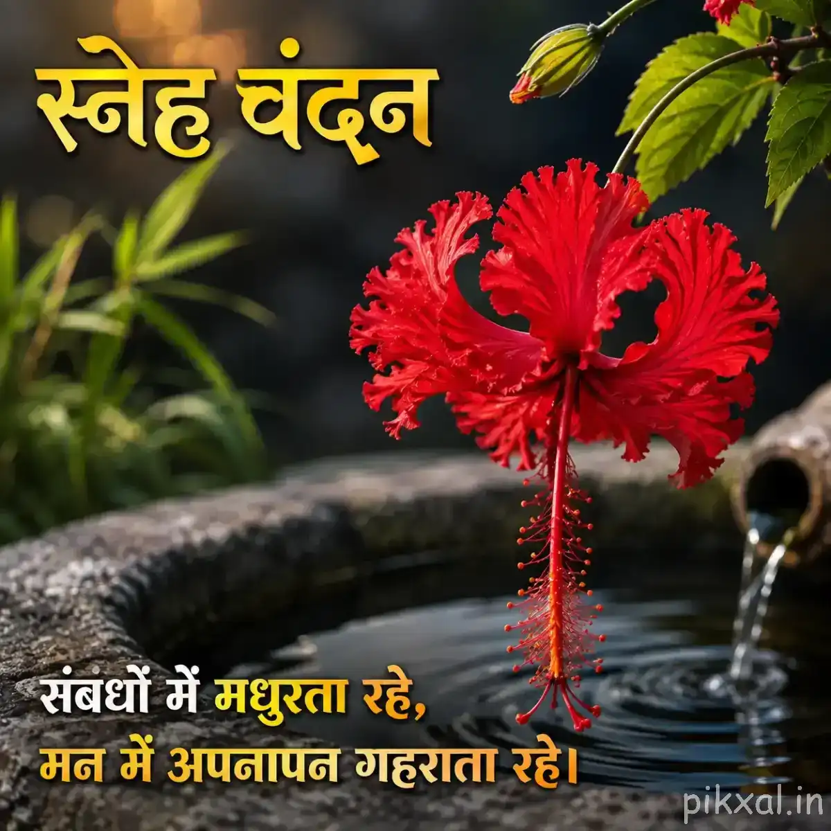 Single red flower with finely fringed petals and long drooping stamens above green foliage