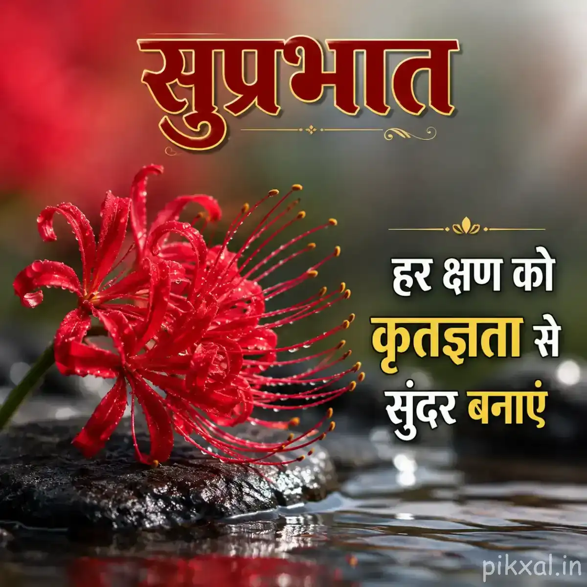 Red flower with finely fringed petals and long stamens resting beside wet rocks and water