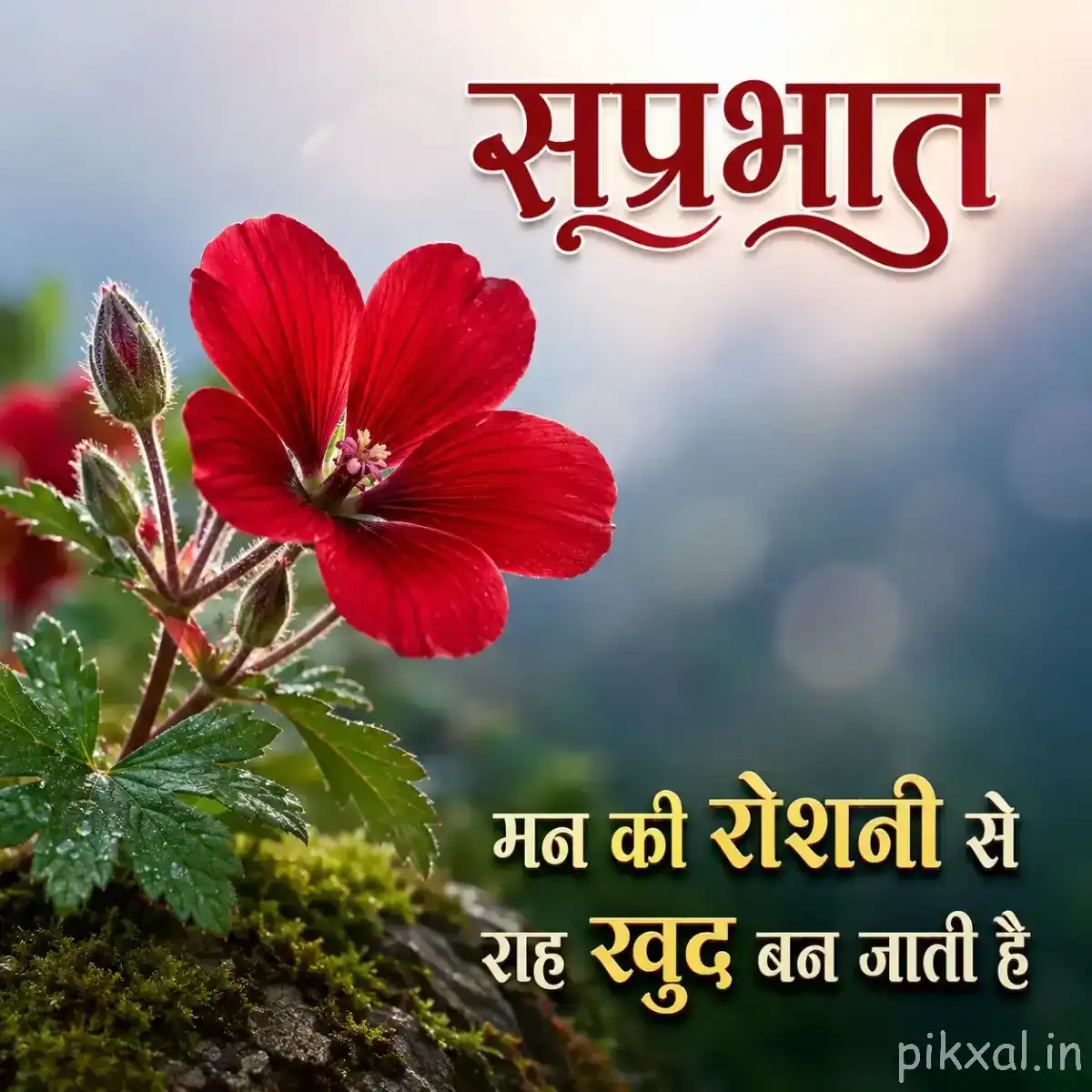 Single red flower with broad rounded petals and a dark center surrounded by green leaves