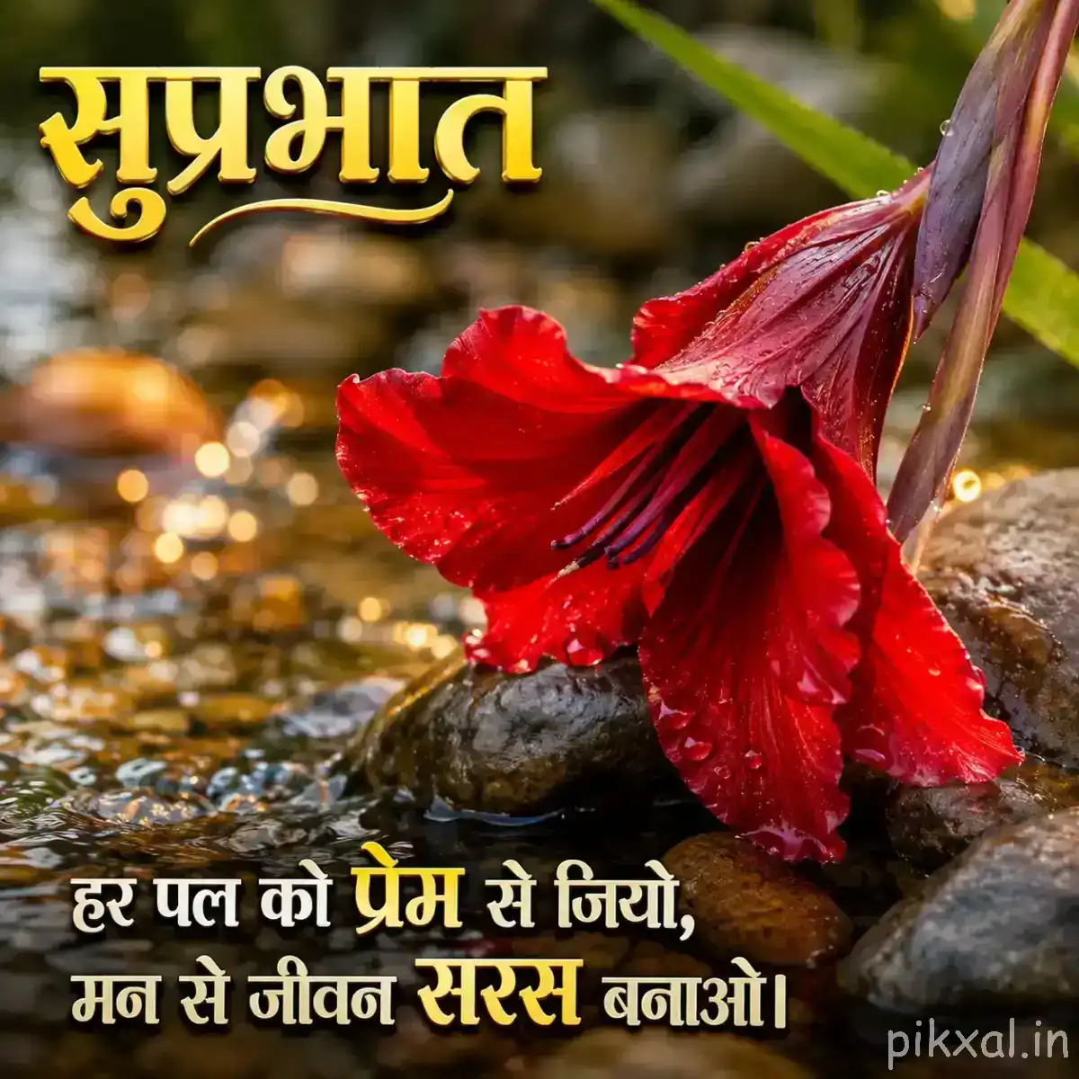 Red flower with broad drooping petals beside wet rocks and water, with a Hindi morning wish