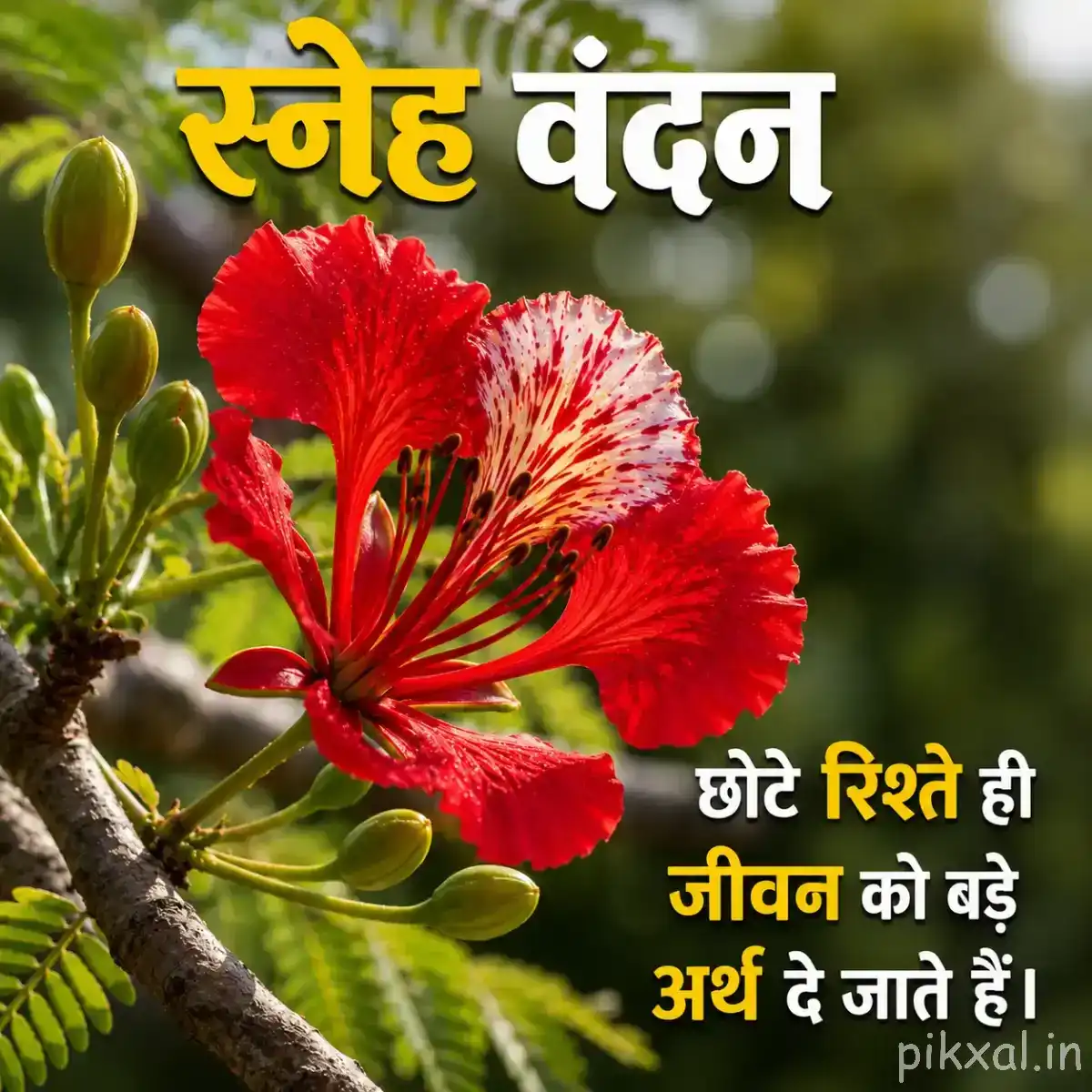 Red flower with unopened buds and green leaves with a Hindi morning wish