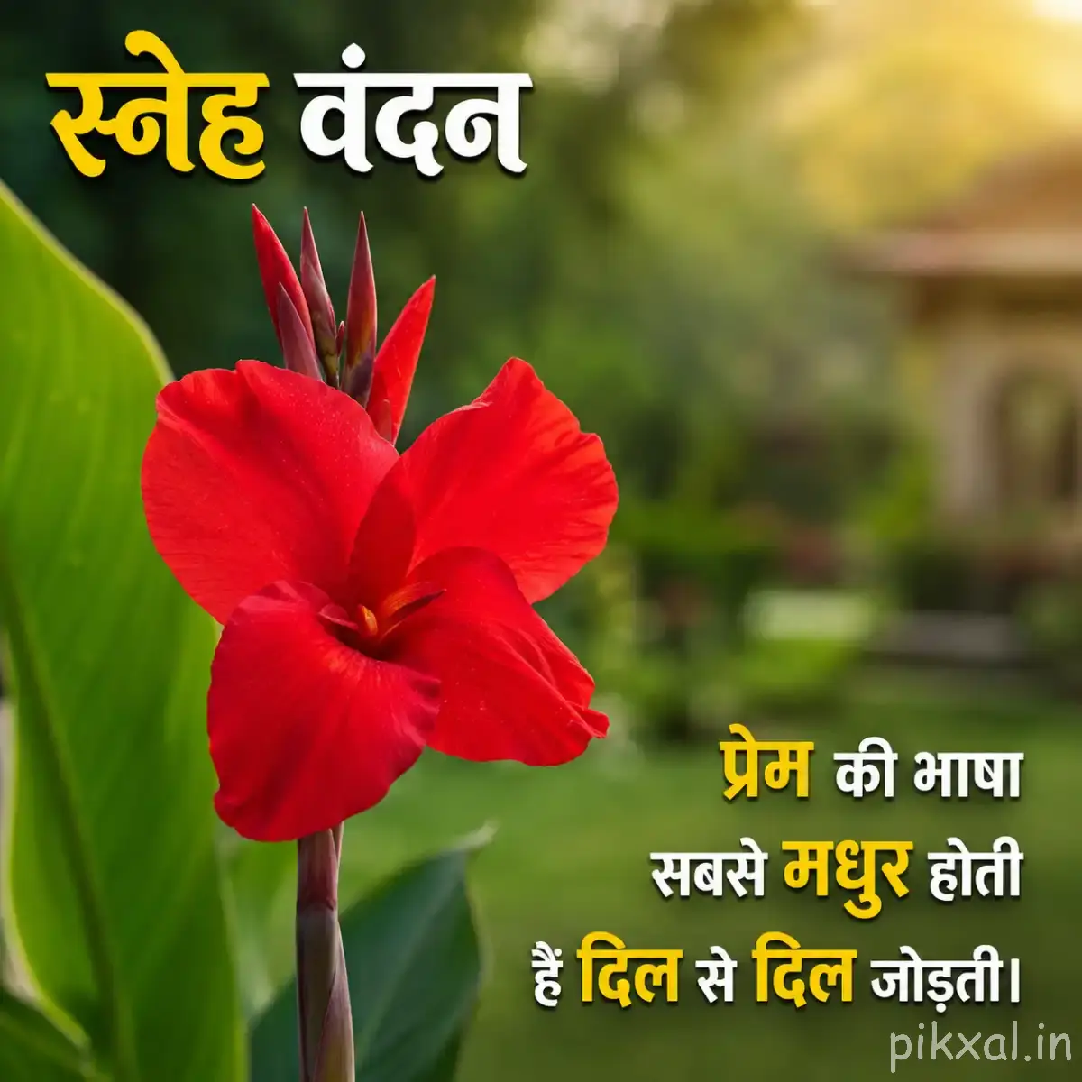 Single red flower with green leaves and a Hindi morning message