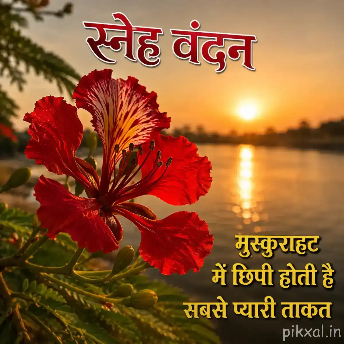 Red flowers with ruffled petals and prominent stamens beside calm water during warm sunrise