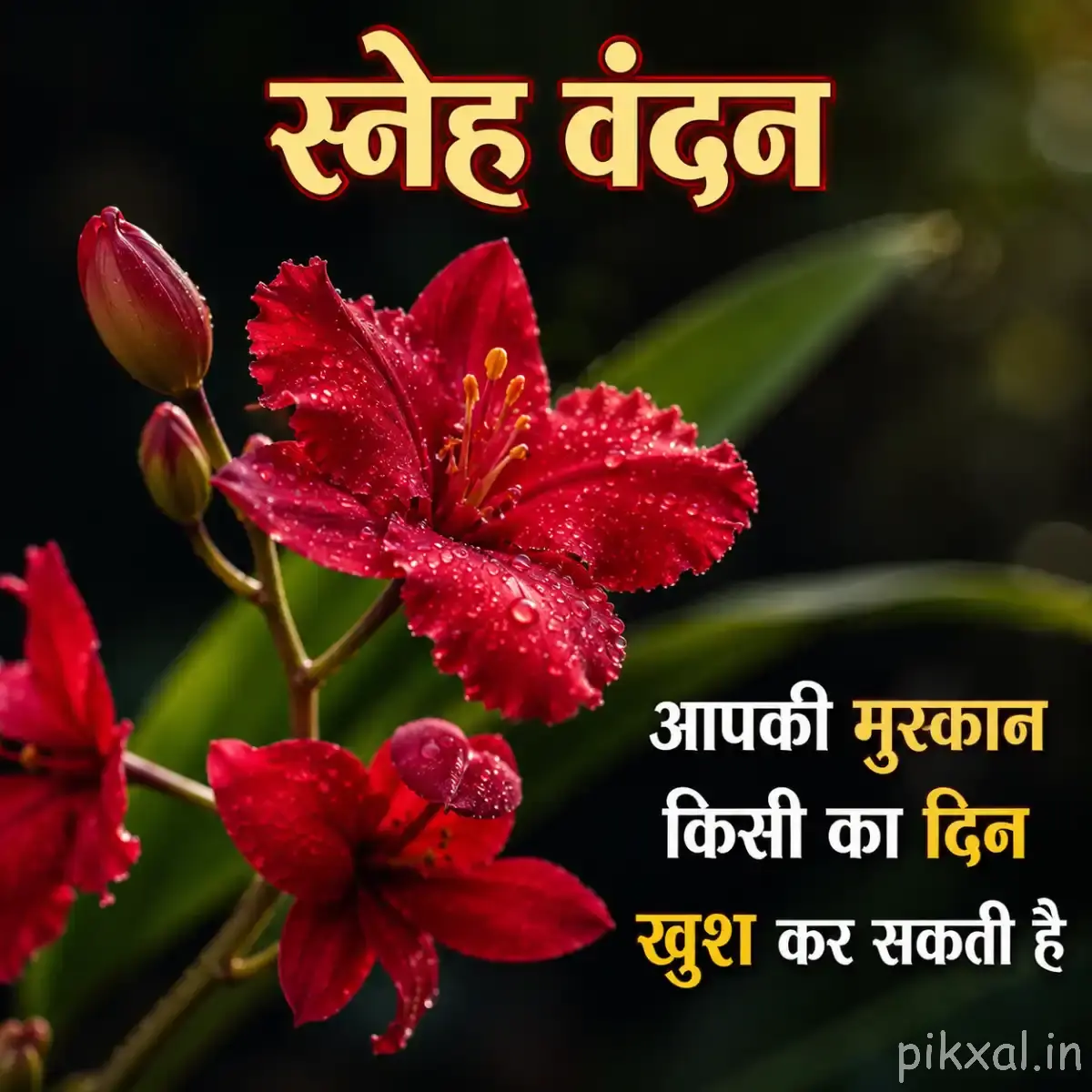 Several red flowers with layered ruffled petals and unopened buds among dark green leaves