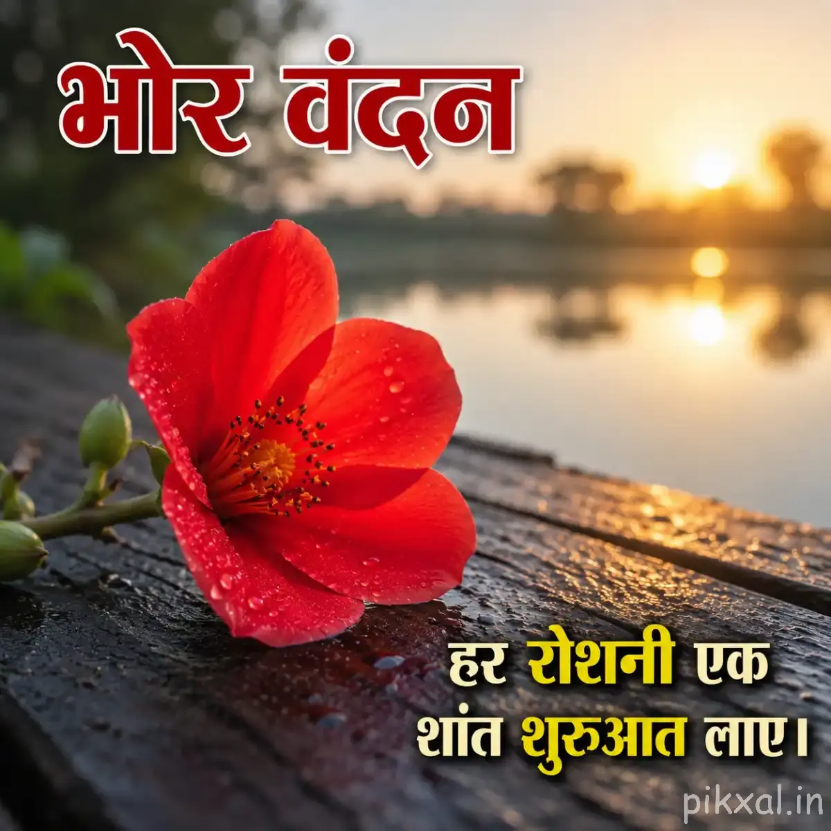 Single red flower with broad rounded petals beside calm water and a warm golden background