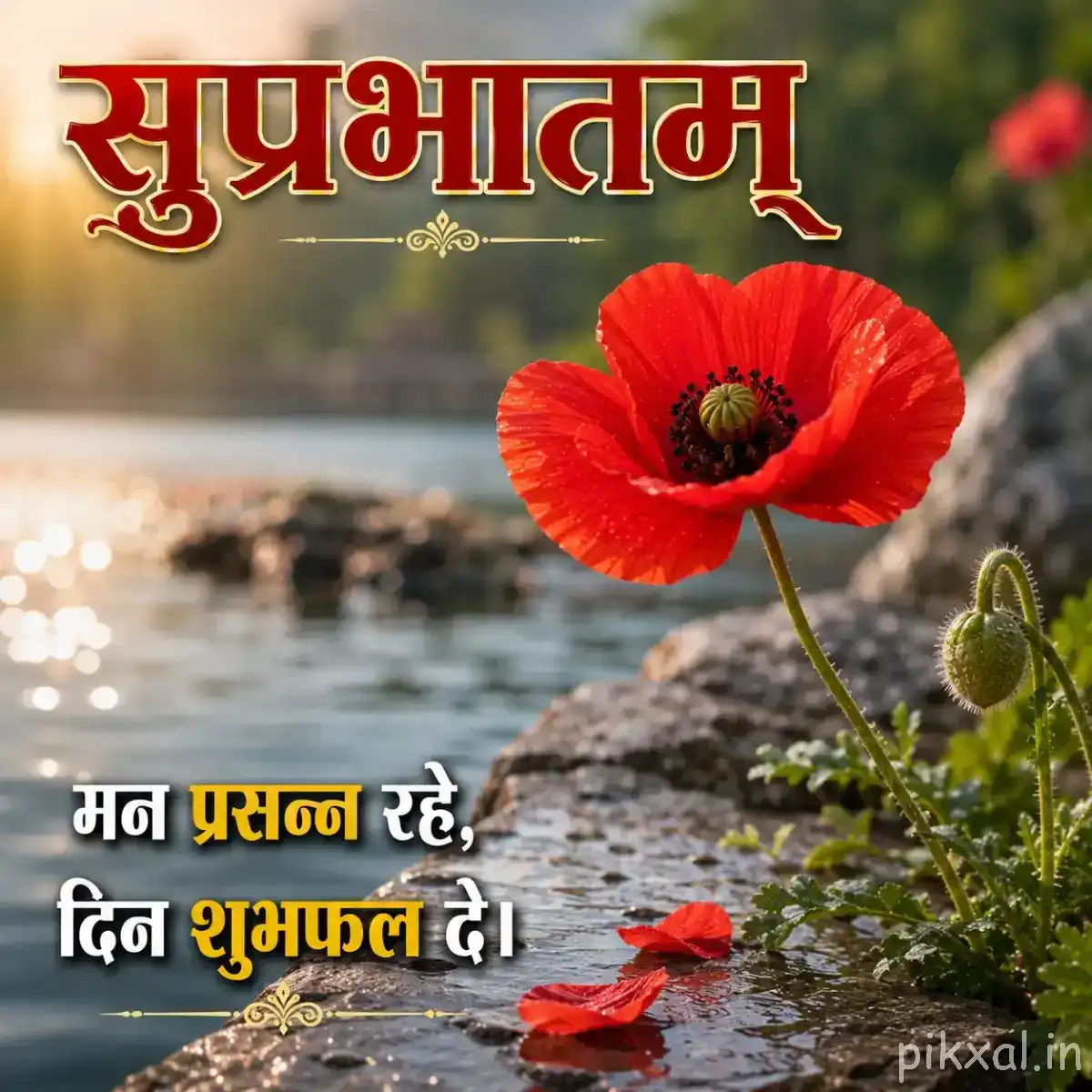 Single red flower with broad rounded petals beside a rocky stream and green foliage