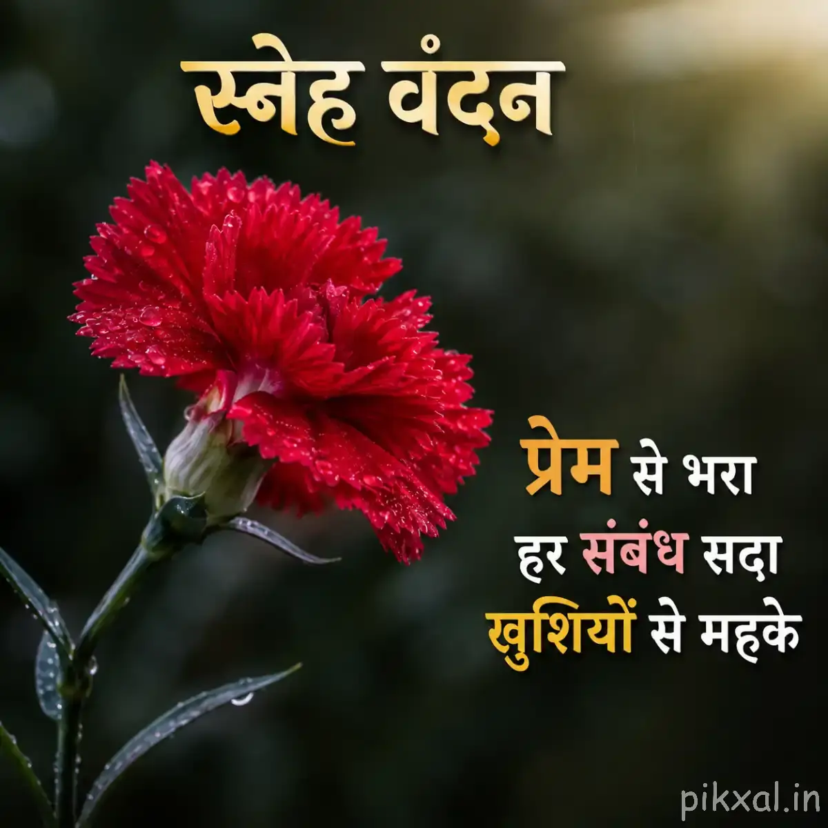 Dark pinkish red flower with densely ruffled petals on a slender stem against a softly blurred background