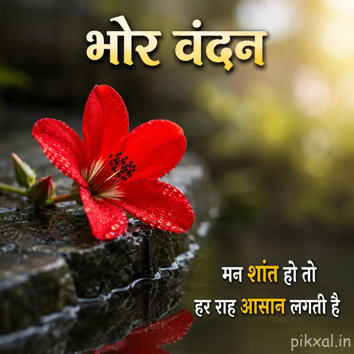 Single red flower with broad pointed petals growing beside a dark stone surface