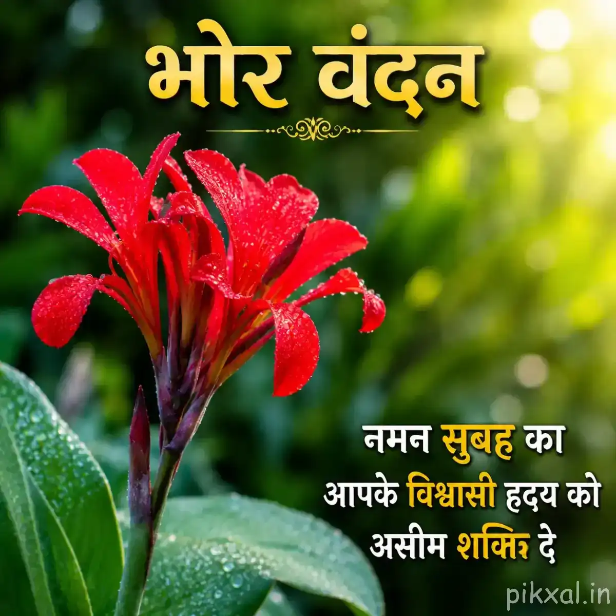 Several red flowers with long narrow petals growing upright among broad green leaves