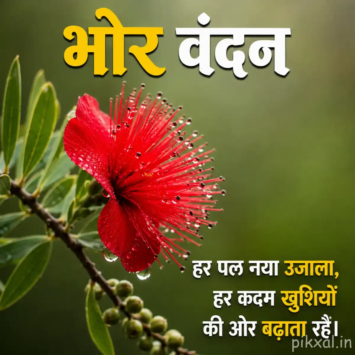 Red flower with long stamens and unopened buds with a Hindi morning message