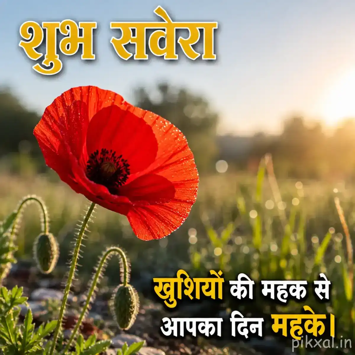 Single orange-red flower with broad rounded petals and a dark center among grasses in a field