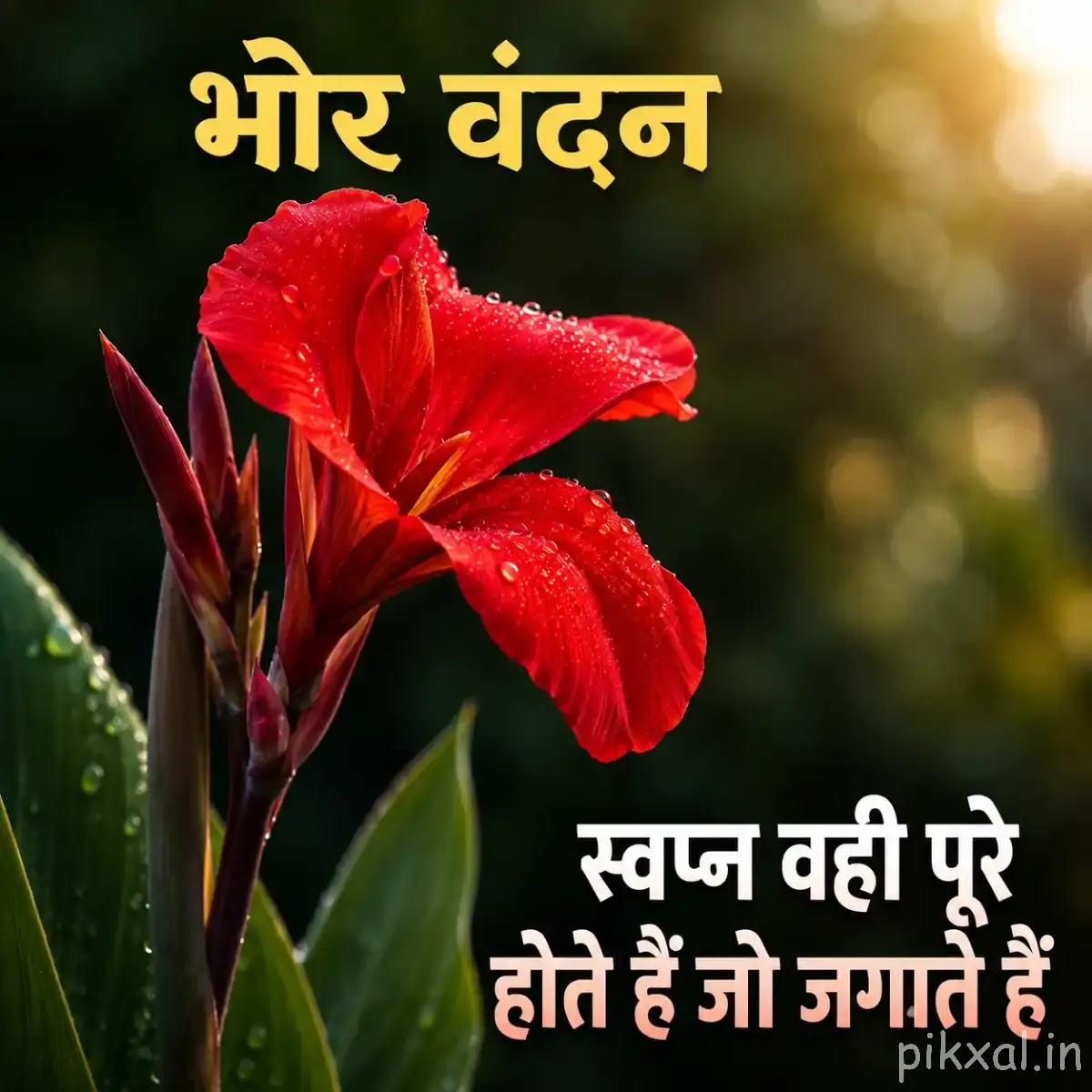Bright red flower with green leaves and a Hindi morning message