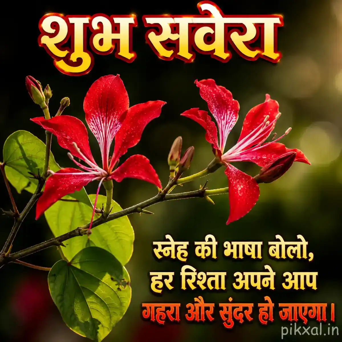 Red flowers with green leaves and a Hindi morning quote
