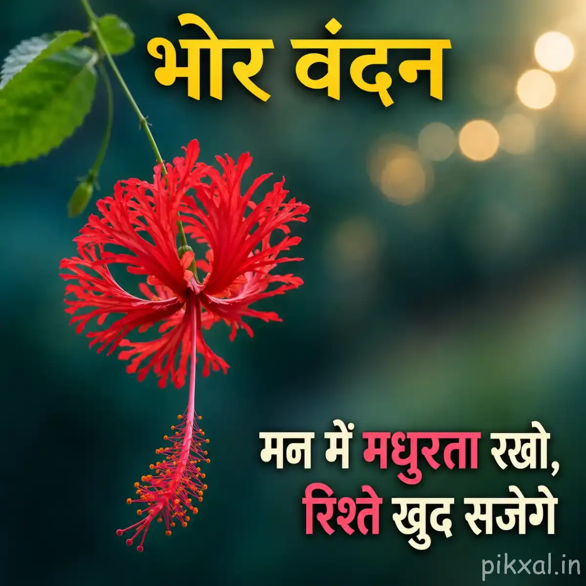 Red fringed flower with long stamens and a Hindi morning wish