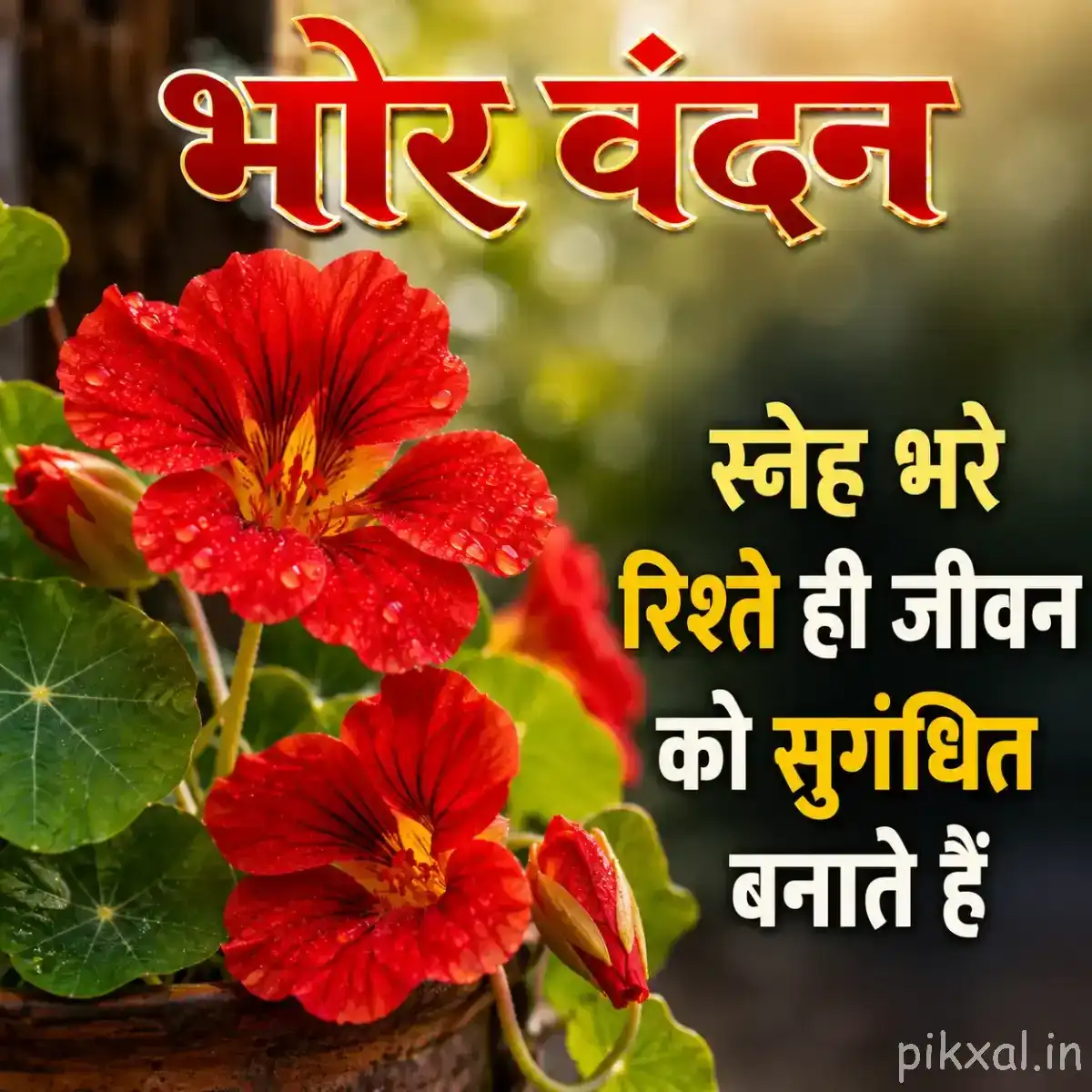 Red flowers with yellow centers and green leaves with a Hindi morning message