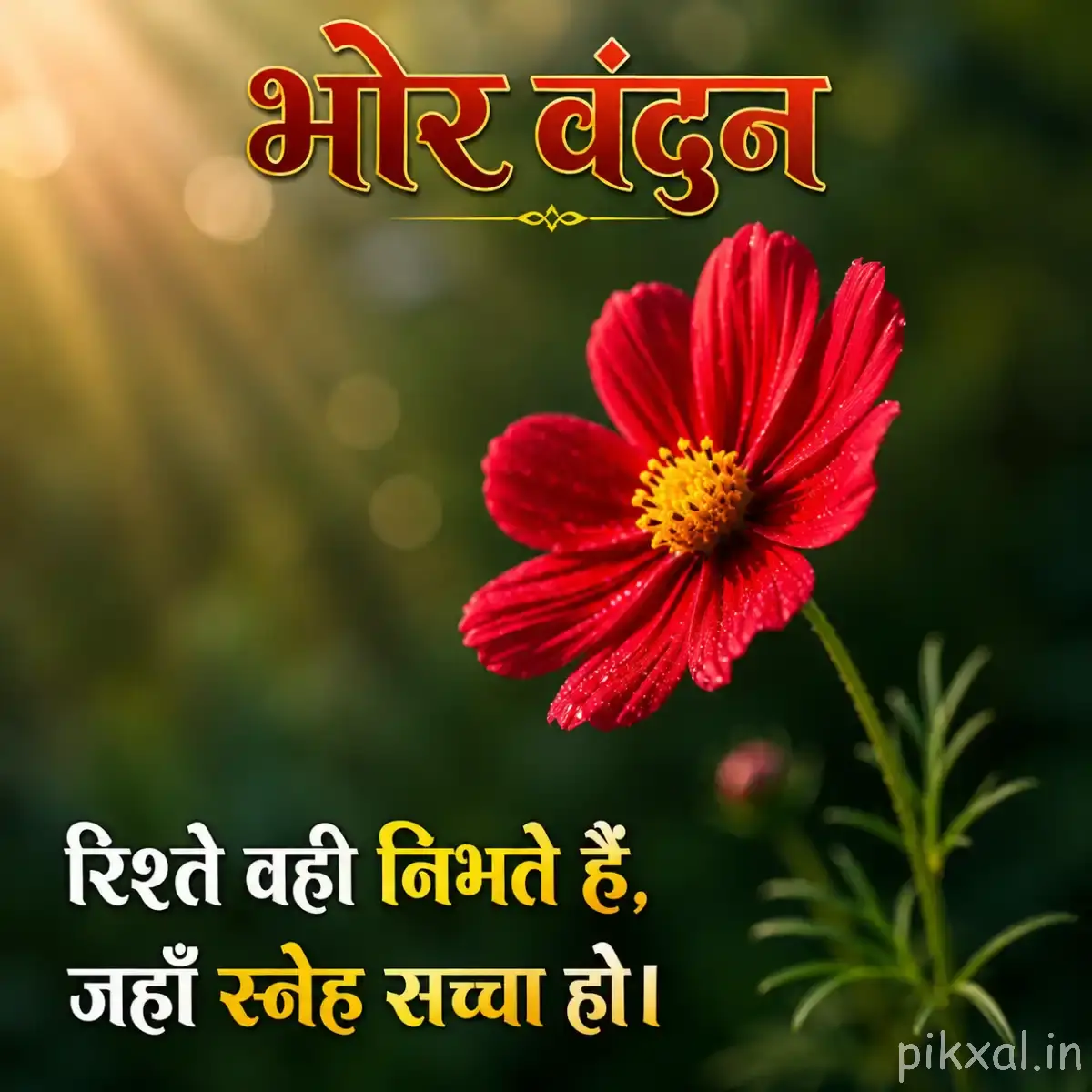 Red cosmos flower with a yellow center and a Hindi morning message