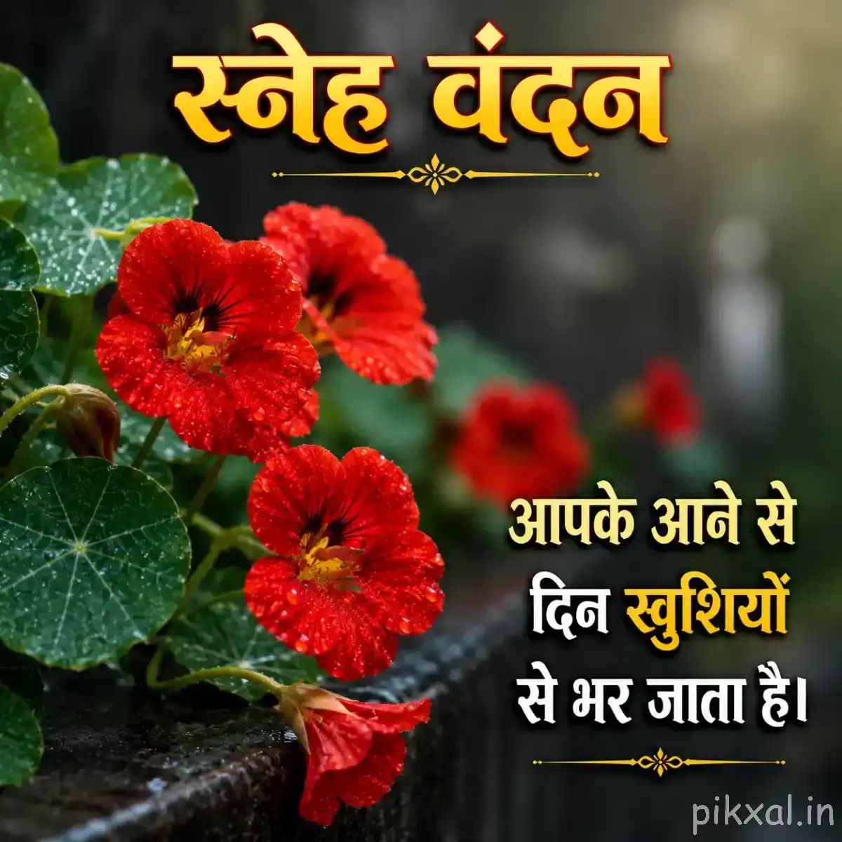 Several red flowers with rounded petals and yellow centers among broad green leaves against a dark garden background