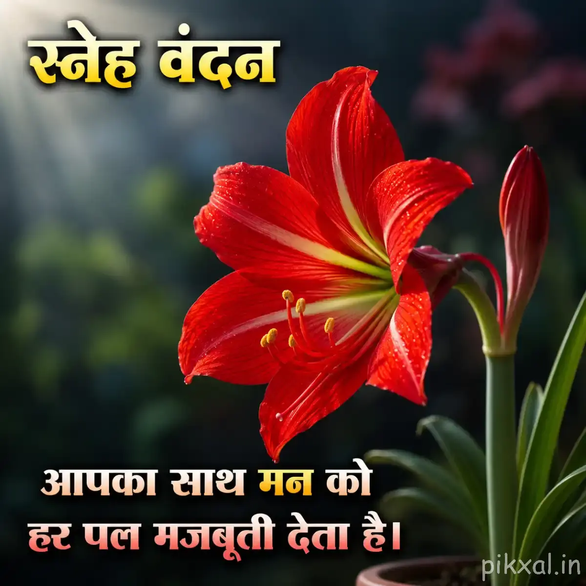 Single red flower with broad layered petals and unopened buds on an upright leafy stem