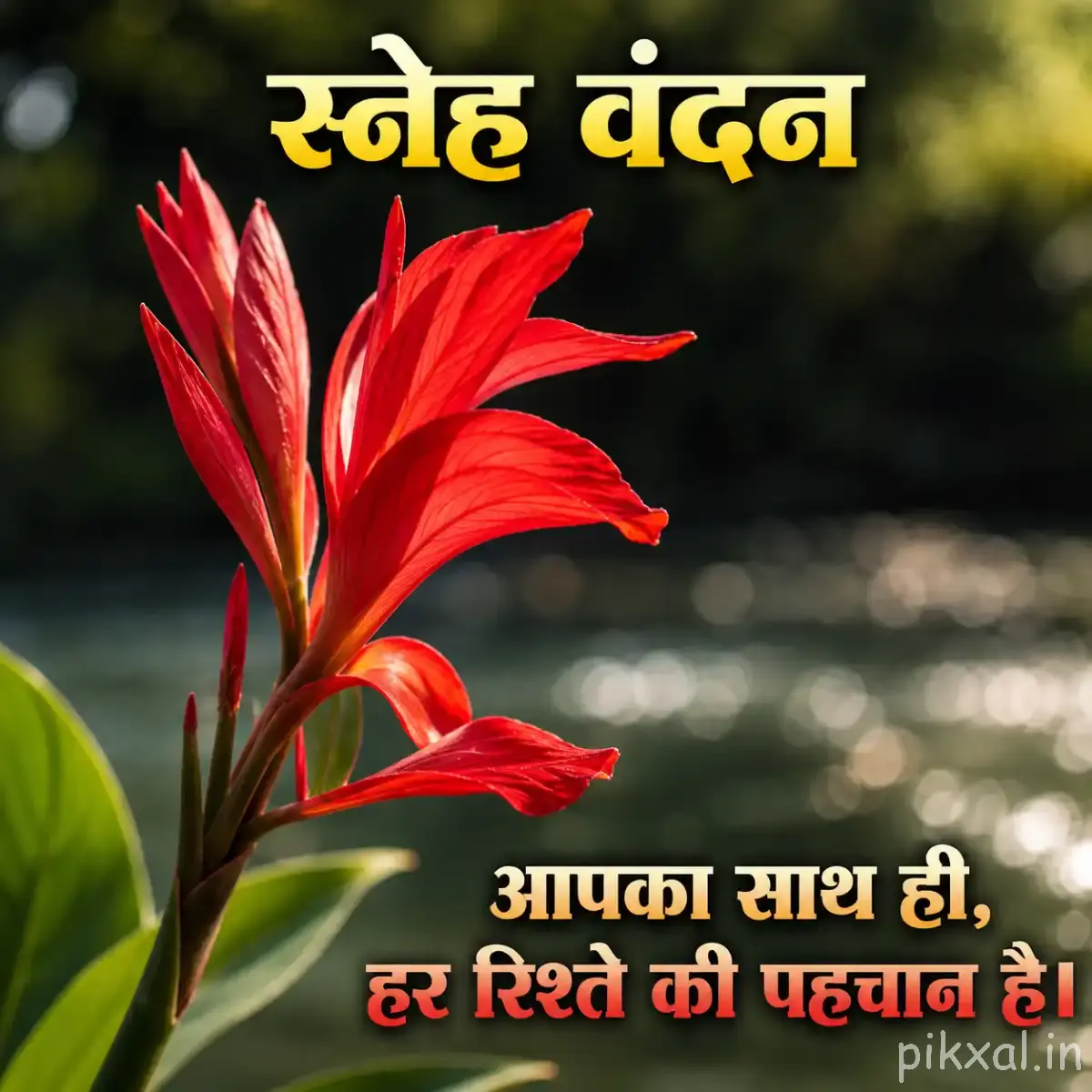 Red flowers with long pointed petals and unopened buds on upright stems against a softly blurred background