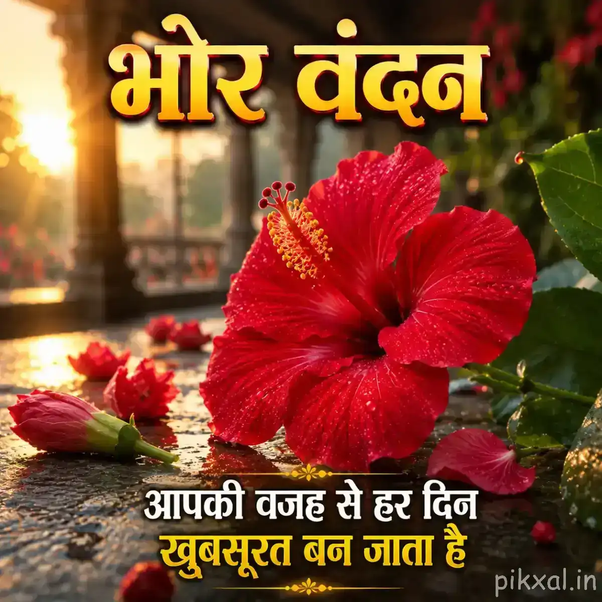 Large red flower with broad ruffled petals beside unopened buds and green foliage in warm morning light
