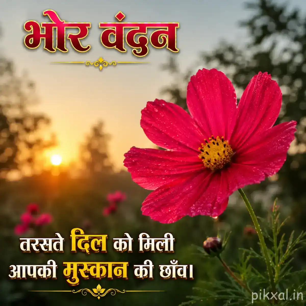 Single bright pink flower with five broad petals and a yellow center against warm morning light