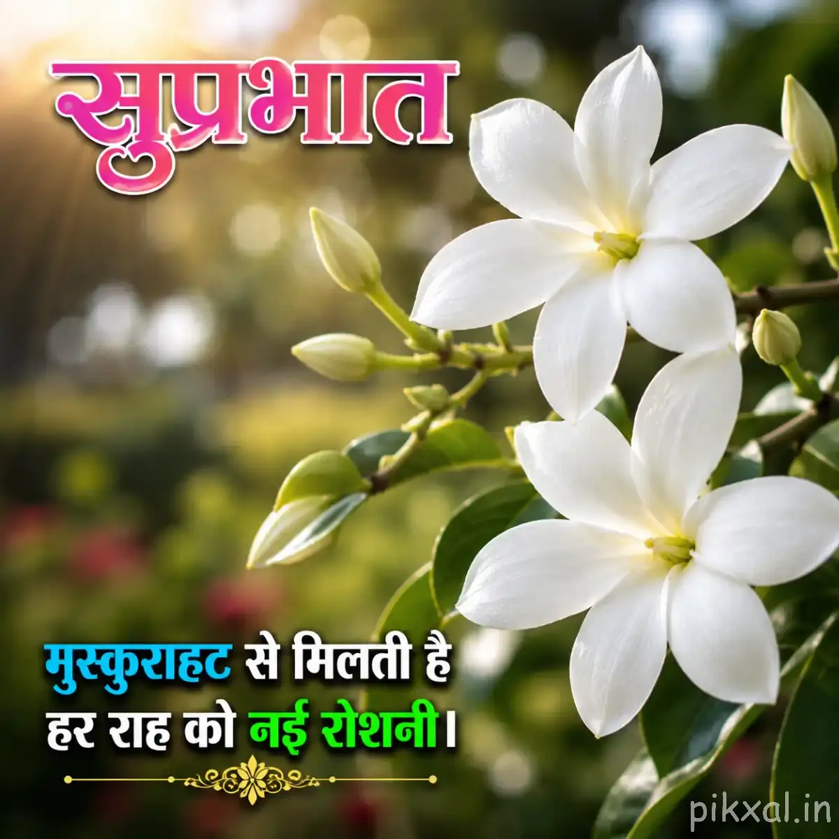 White Plumeria flowers with green leaves and a Hindi Good Morning message