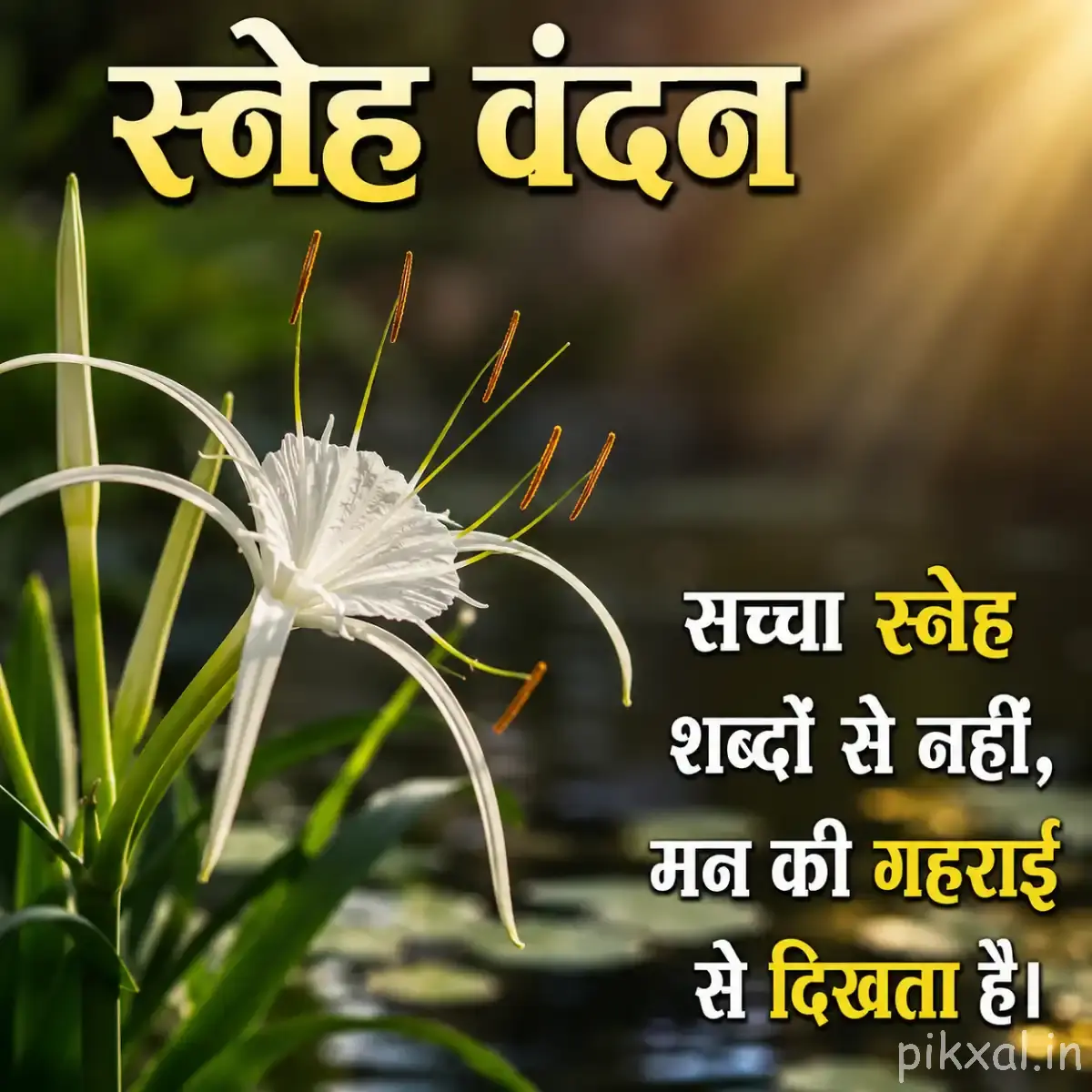 White spider lily with long stamens and green leaves with a Hindi morning quote