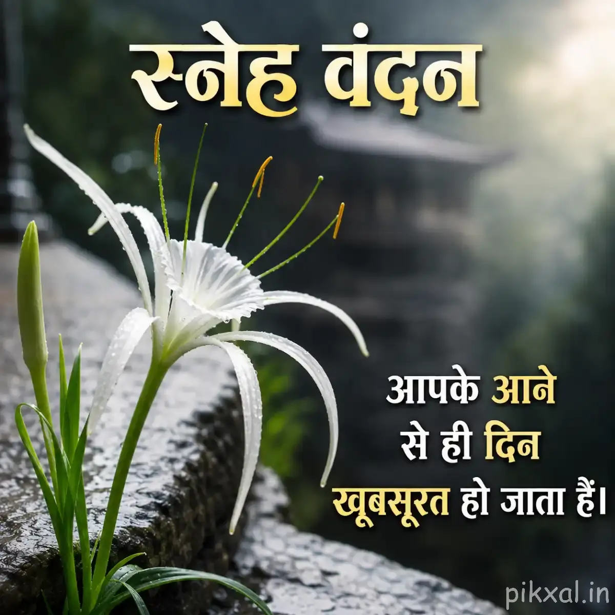 White spider lily with long stamens and green leaves with a Hindi morning message