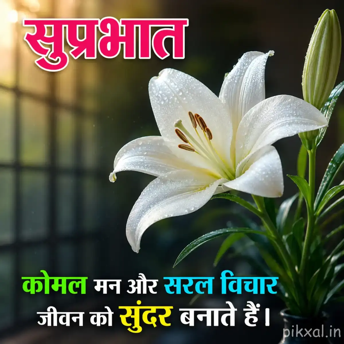 White lily flower with green leaves and a Hindi Good Morning message