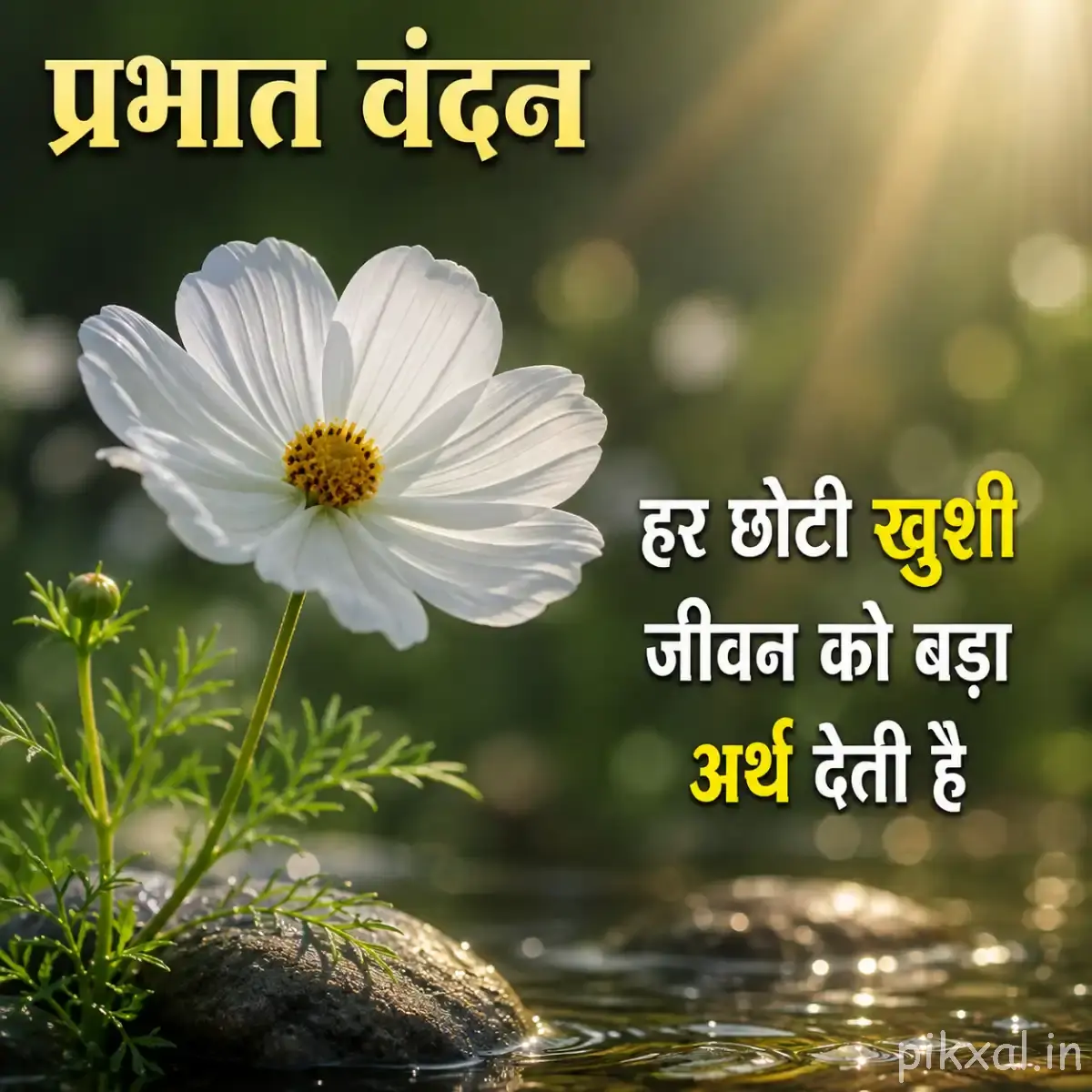 White cosmos-like flower with yellow center and fine green foliage