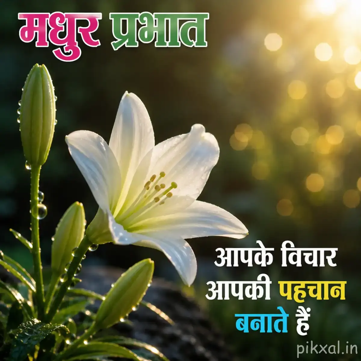 White lily-like flowers with unopened buds and a Hindi morning message