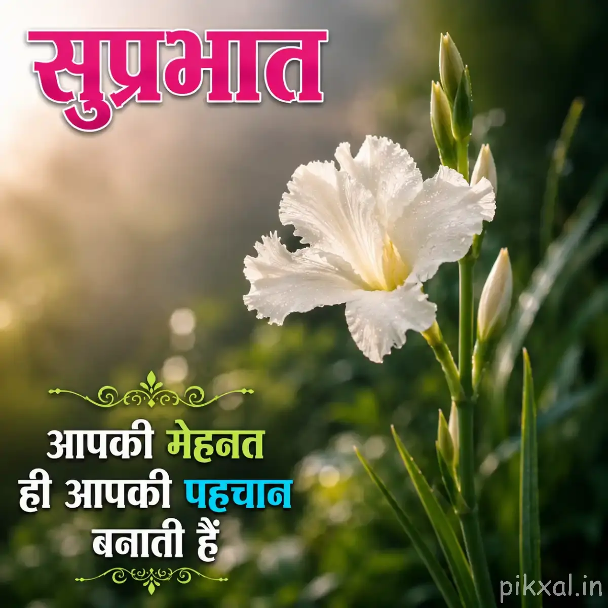 White fringed flower with green buds and a Hindi Good Morning wish