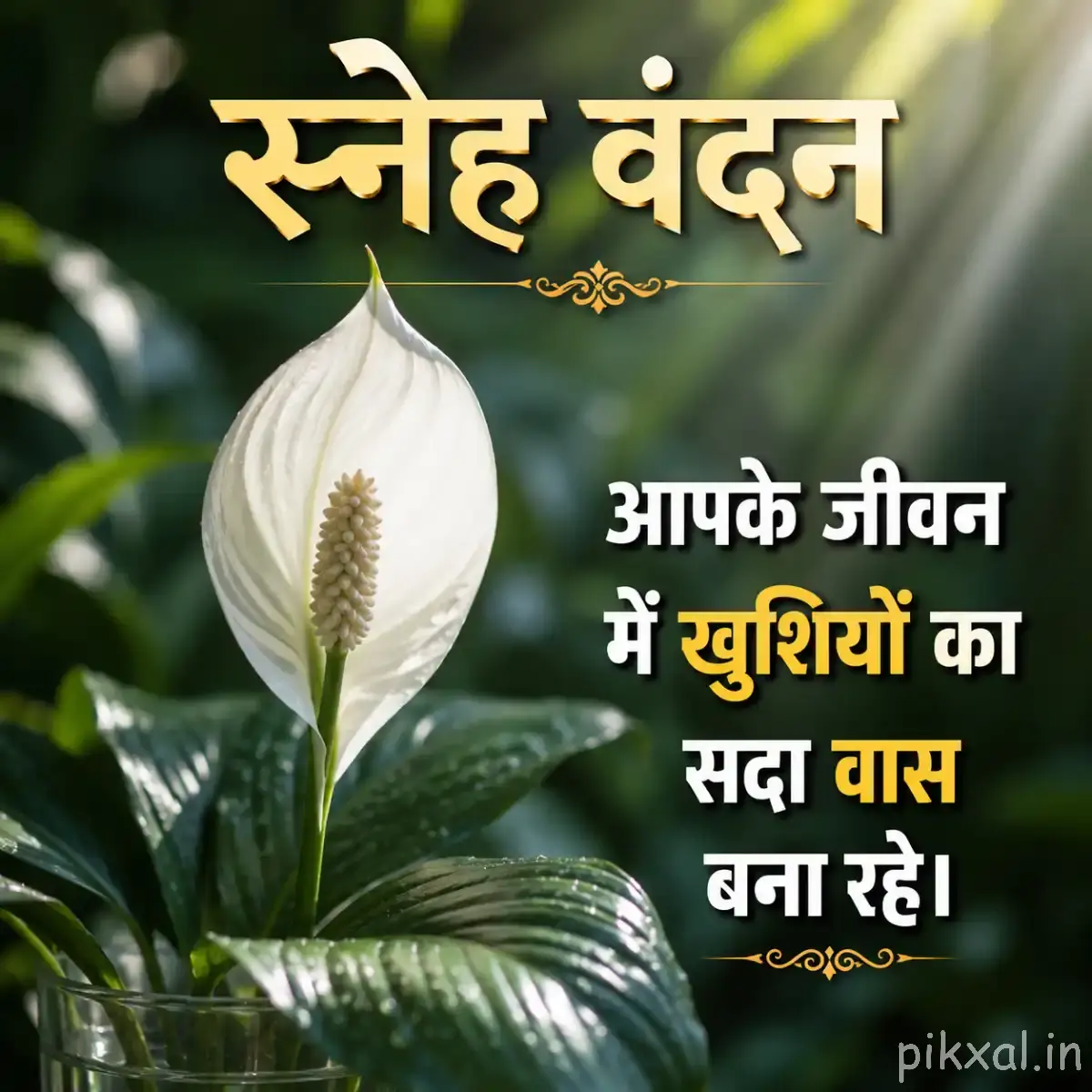 White peace lily with green leaves and a Hindi morning wish
