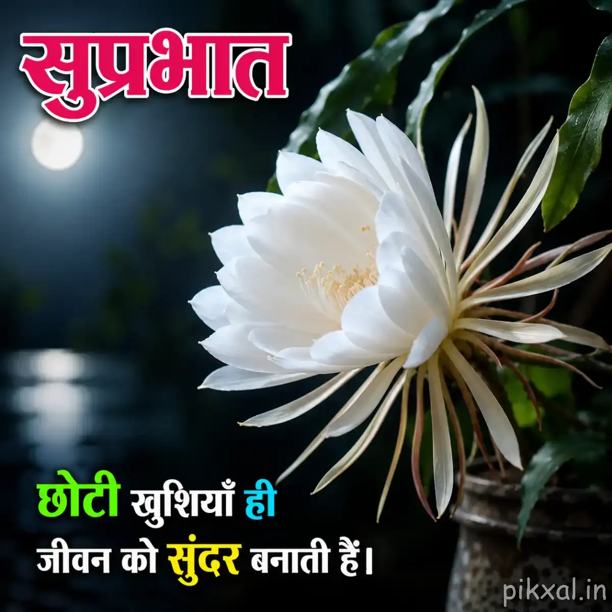 White flower with long narrow petals and a Hindi Good Morning wish