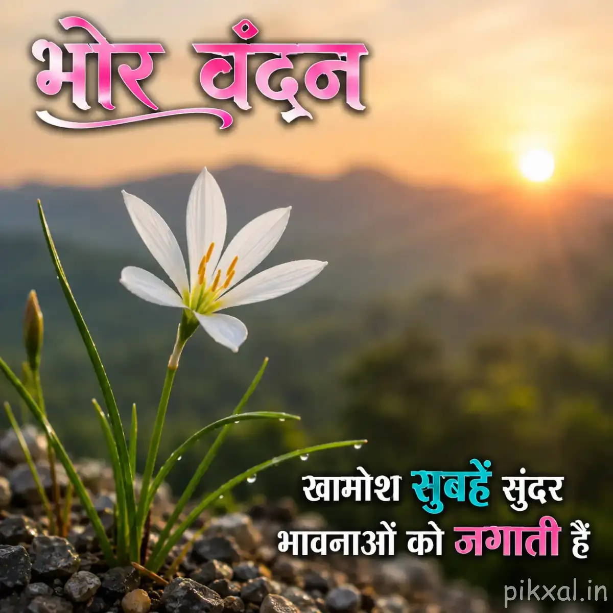 White daisy-like flowers with slender stems and a Hindi morning wish
