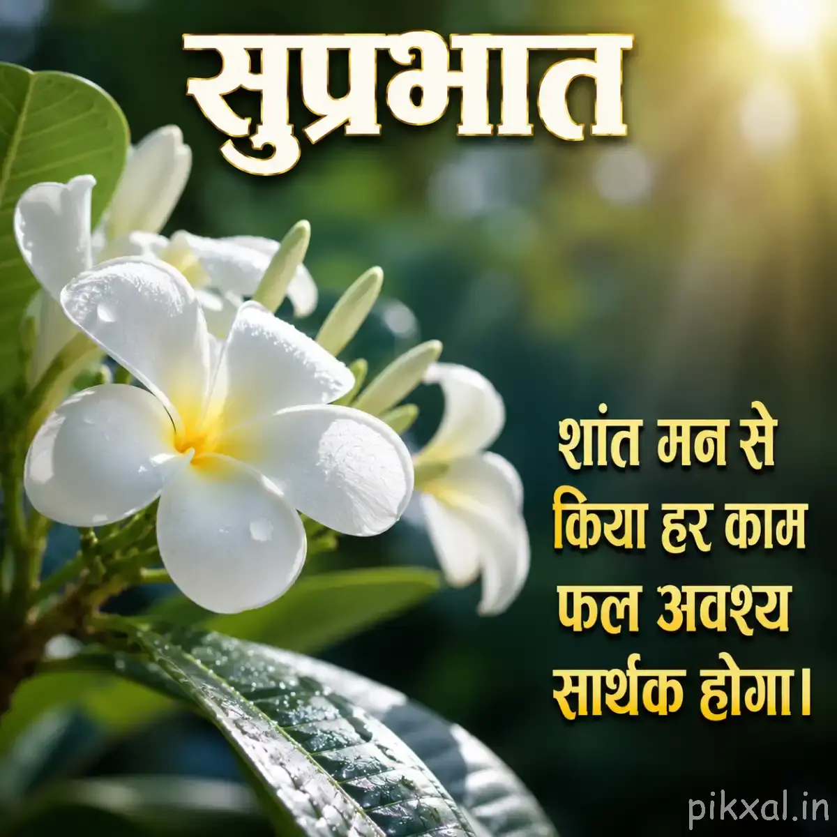 White Plumeria flowers with green leaves and a Hindi Good Morning quote