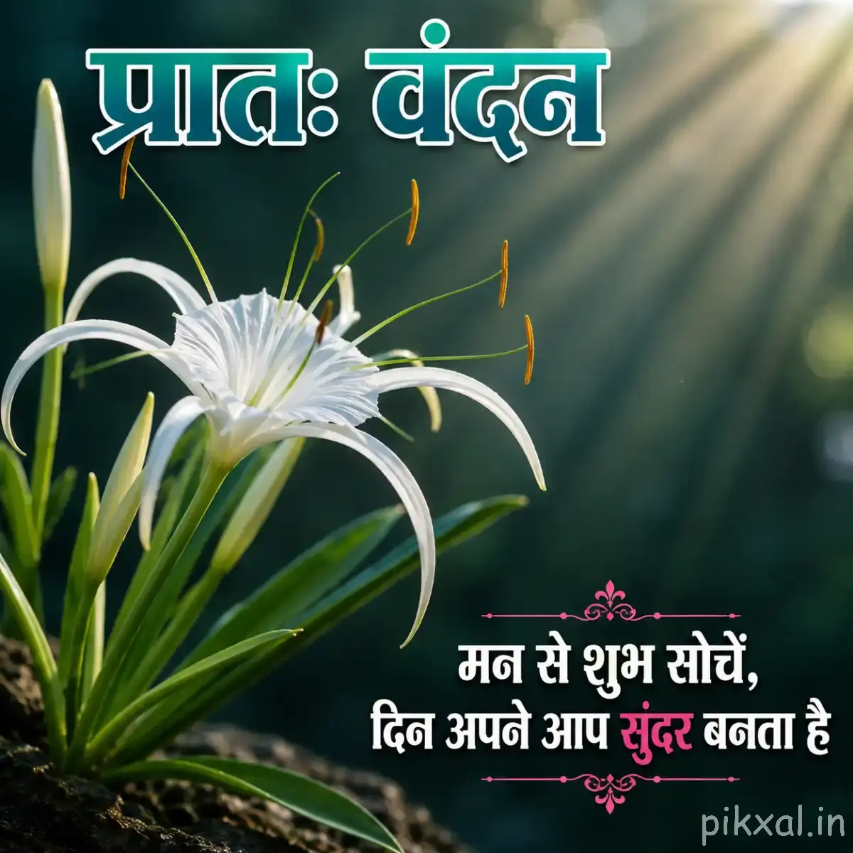 White spider lily with long stamens and green leaves with a Hindi morning wish