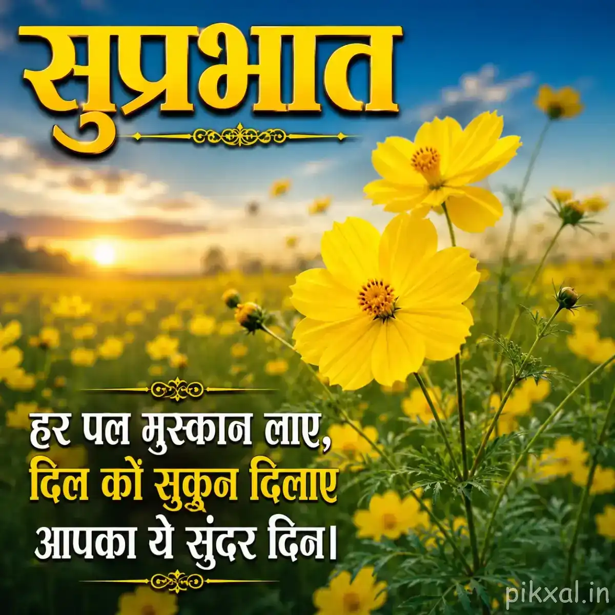 Yellow flowers and buds in a field with a warm sunrise background and a Hindi morning wish