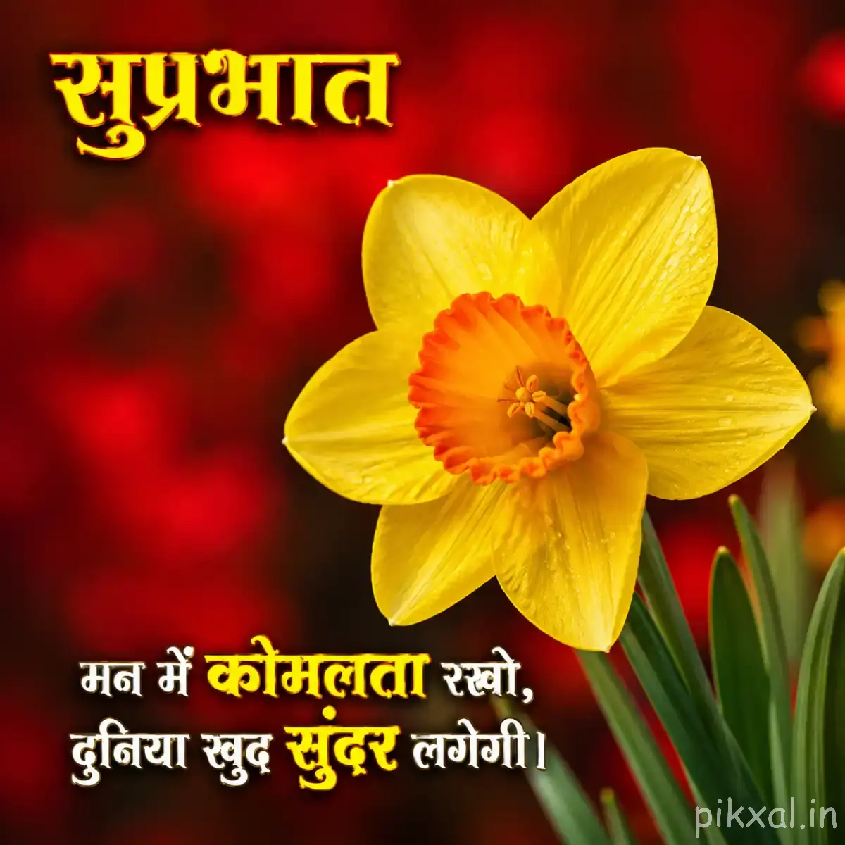 Single large yellow flower with a deep orange center against a softly blurred red background