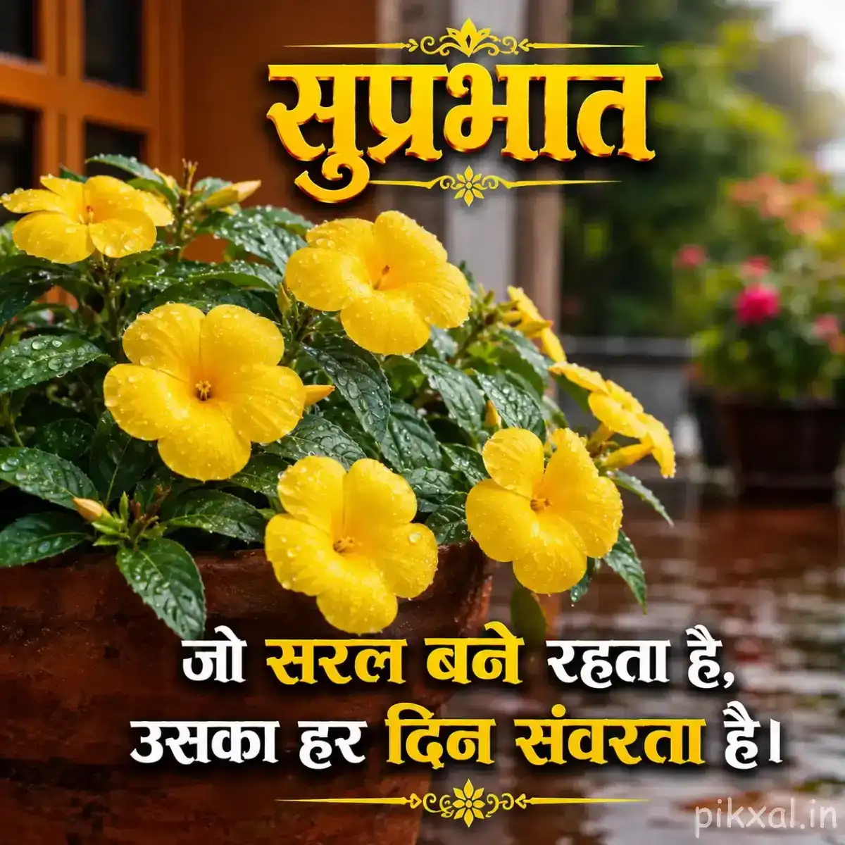 Cluster of yellow flowers with green leaves in a garden setting with a Hindi Good Morning message