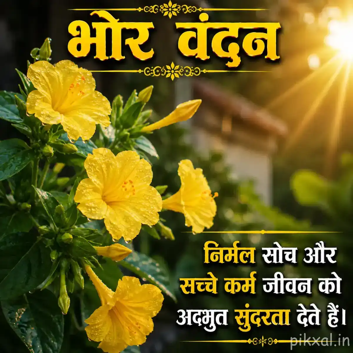 Multiple yellow flowers with green foliage illuminated by warm morning sunlight and a Hindi Good Morning message